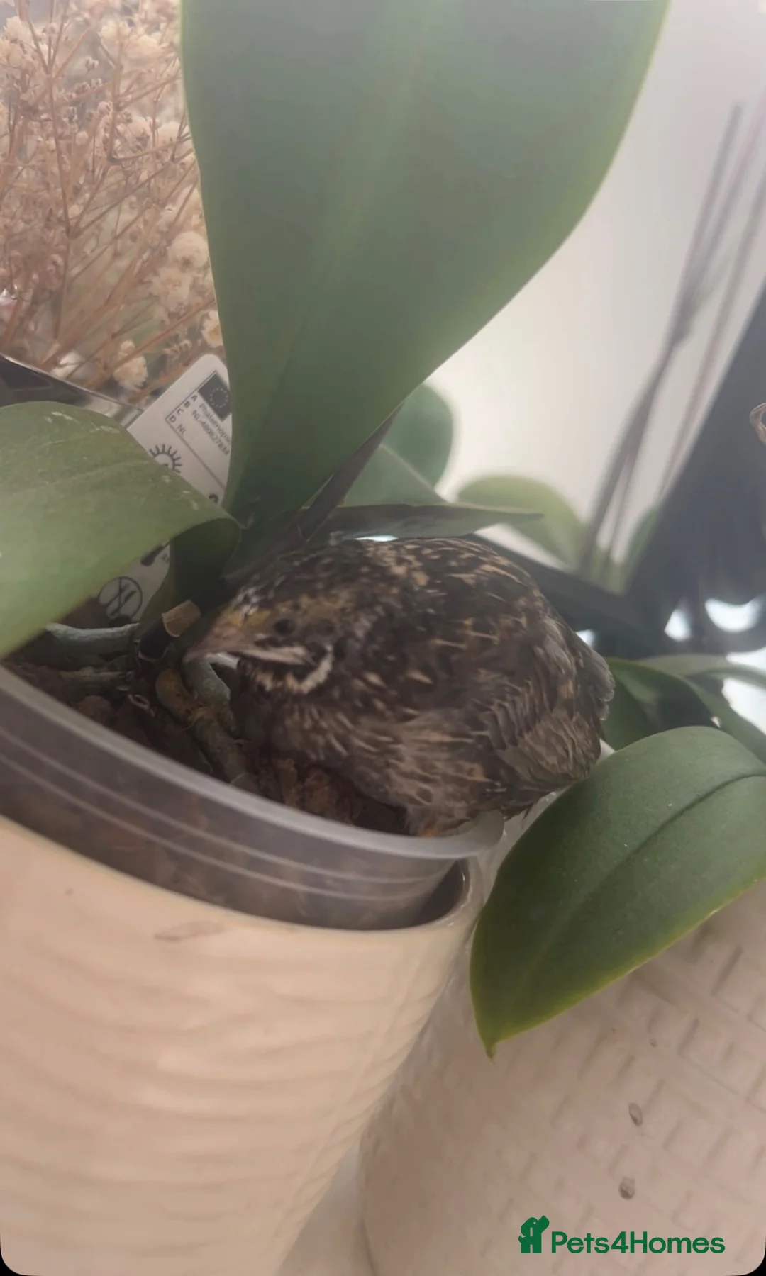 Mixed Breed birds for sale: Male young button quail in Dartford - Advert 1