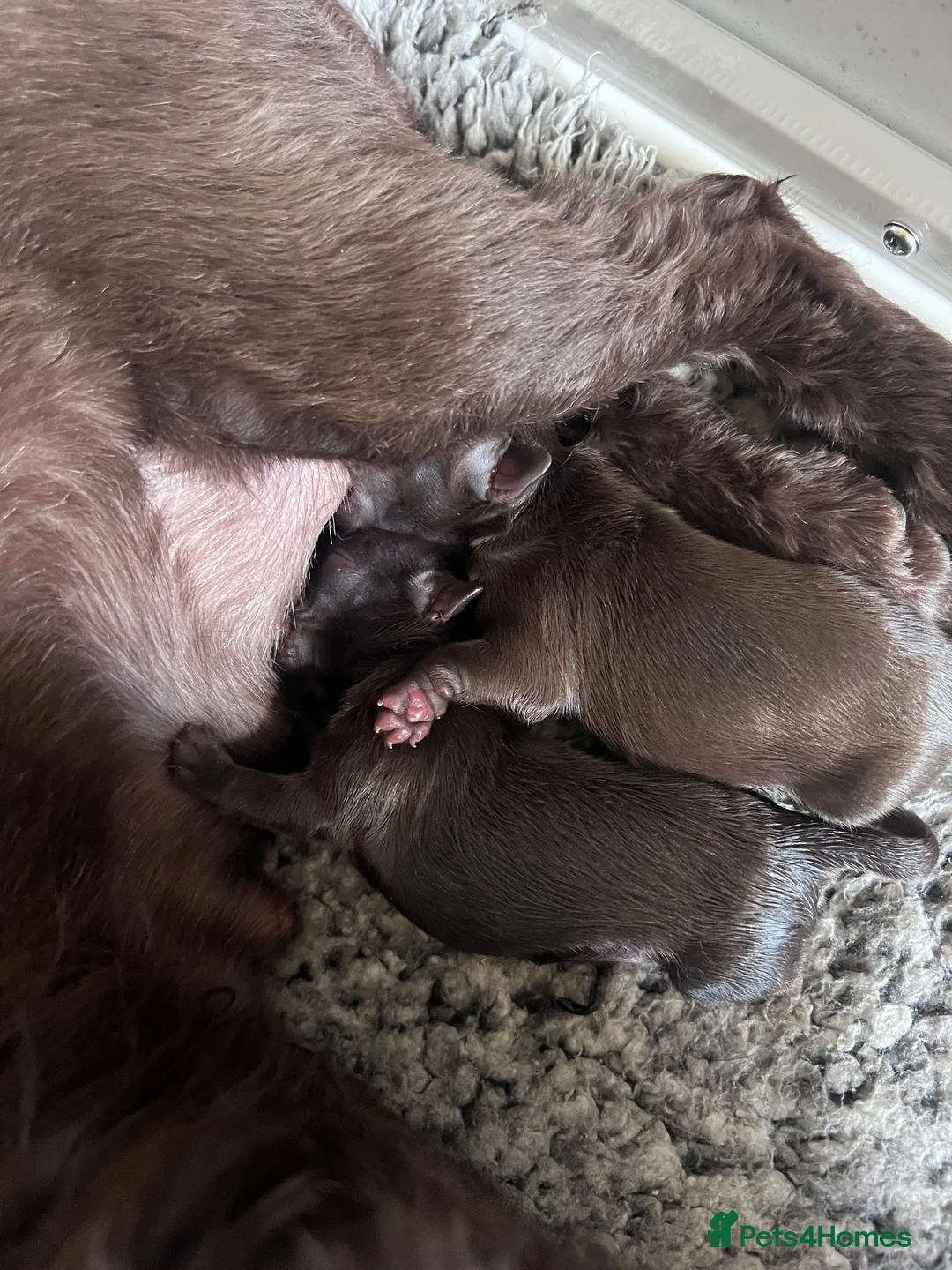 Shih Tzu dogs for sale: KC true chocolate imperial Shihtzu puppies  - Advert 2