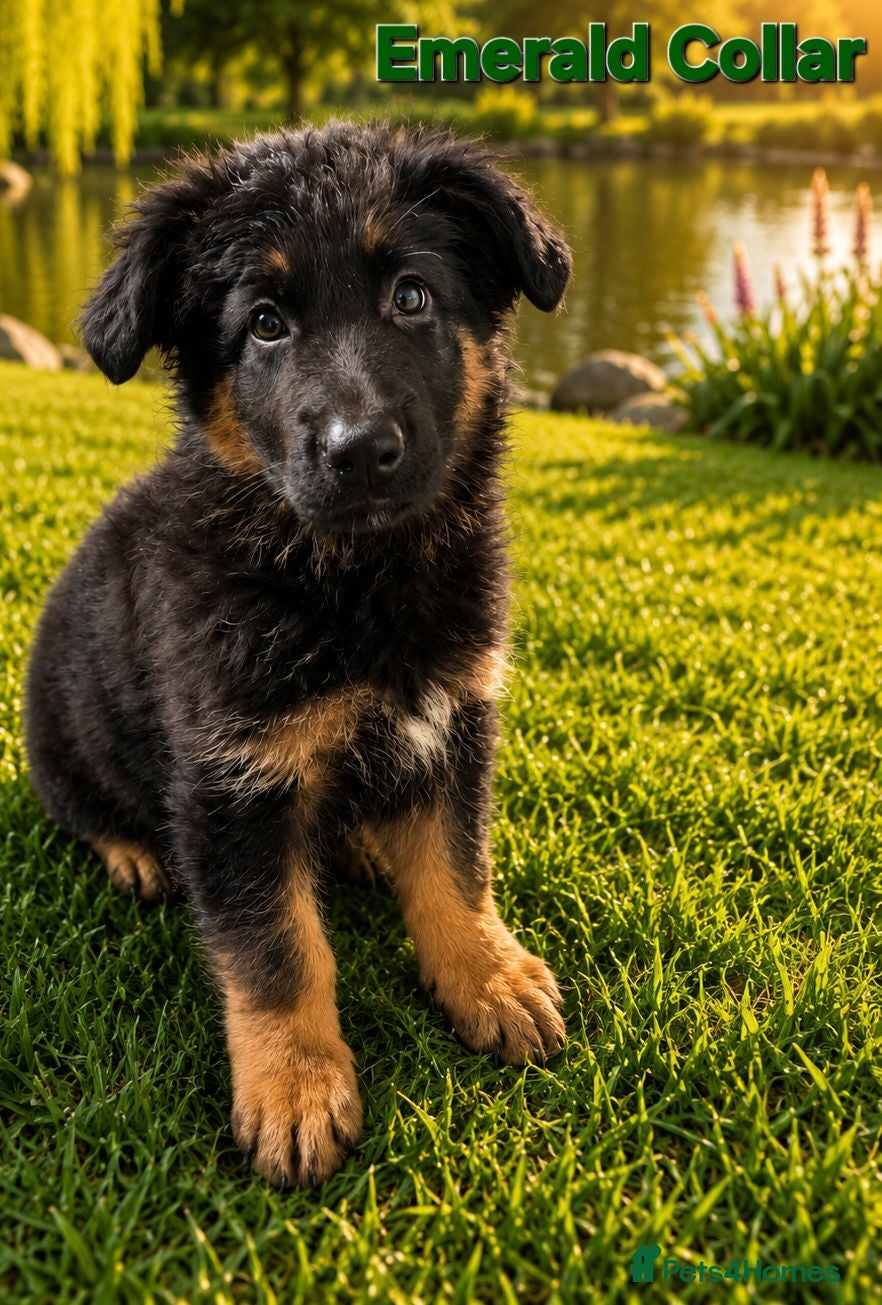 German Shepherd dogs 2 healthy straight back KC registered male GSP's  - Advert 2