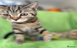 Scottish Fold cats for sale: Beautiful kittens just for you - Image 28