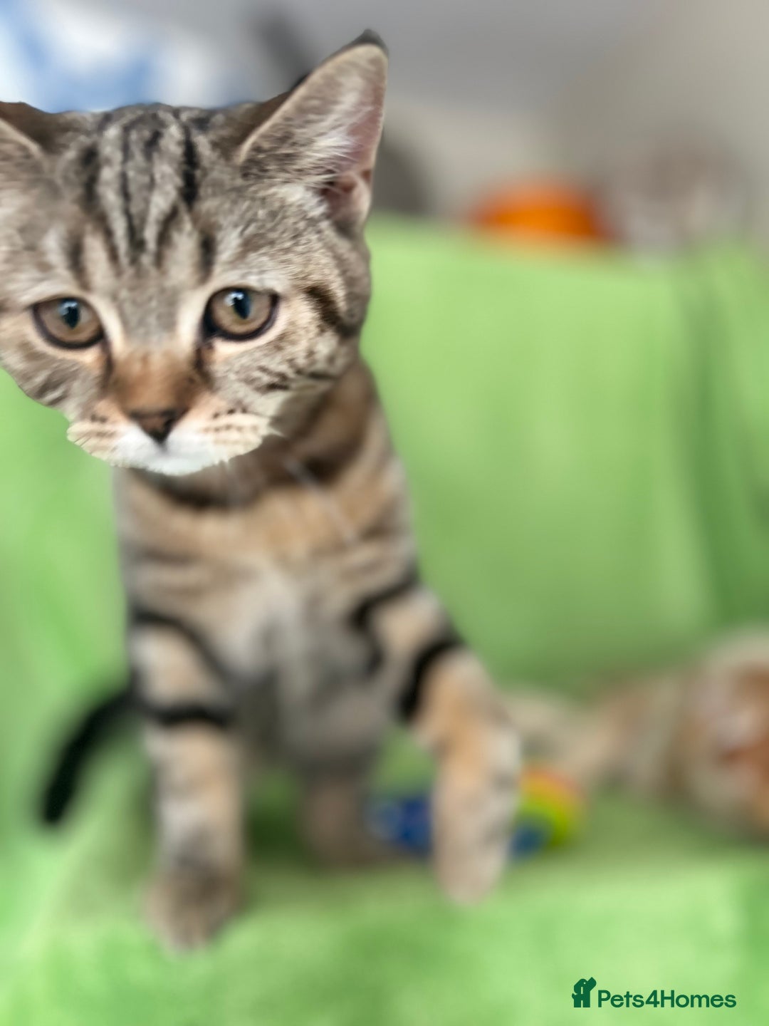Scottish Fold cats for sale: Beautiful kittens just for you - Image 28