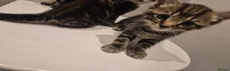 Mixed Breed cats for sale: Cute tabby kittens ready to go to their new homes - Advert 4