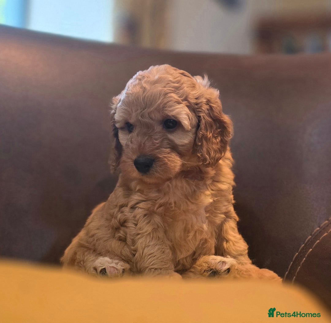 Cockapoo dogs for sale: Stunning F1b cockerpoo male - Advert 13
