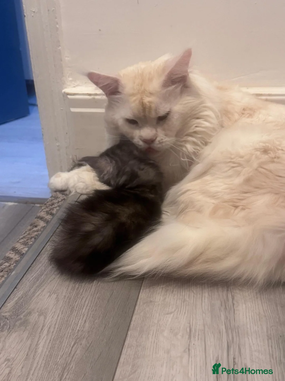 Maine Coon cats for sale: Gorgeous GCCF Registered Maine Coon Kittens  - Advert 2