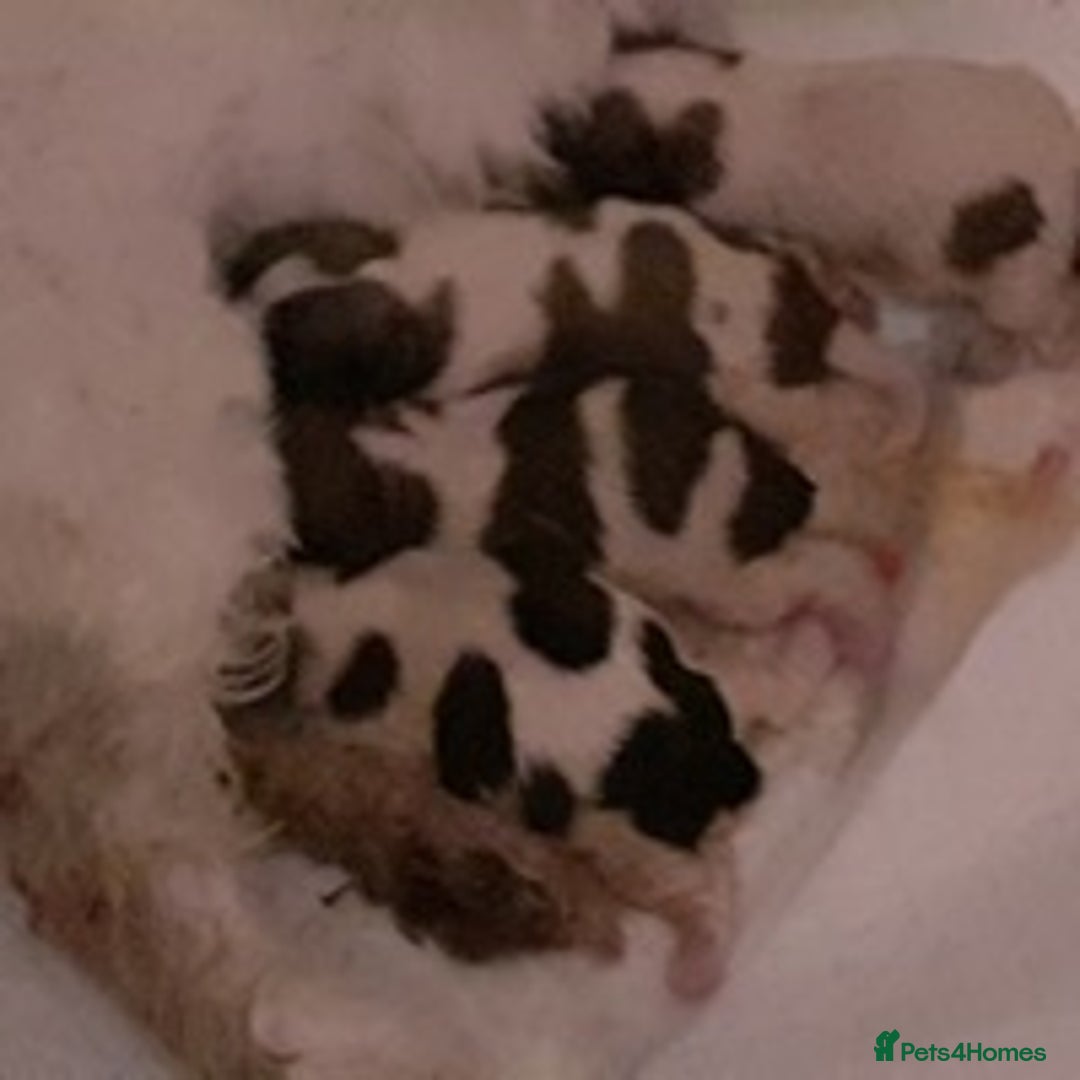 Shih Tzu dogs for stud: KC Registered stud  in Cullompton - Advert 17