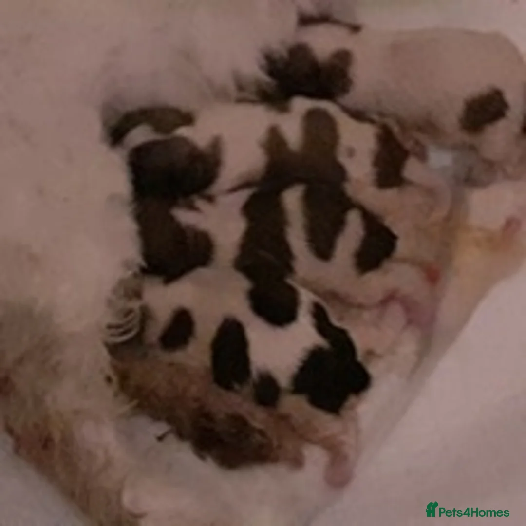 Shih Tzu dogs for stud: KC Registered stud  in Cullompton - Advert 17