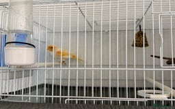 Canaries birds for sale: Healthy Male & Female Canaries with Setup - Image 4
