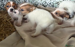 Jack Russell dogs for sale:  jack Russell’s pups 3 rough 1 smooth ready now - Image 4