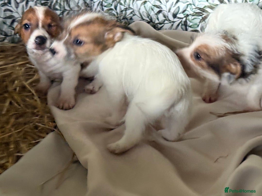 Jack Russell dogs for sale:  jack Russell’s pups 3 rough 1 smooth ready now - Image 4