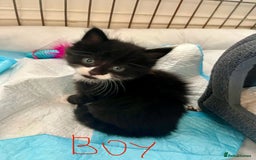 Mixed Breed cats for sale: 4 Mix Breed Kittens for sale - Image 5