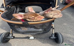 French Bulldog dogs for sale: 11 weeks old Isabella & tan carries fluffy RFG  - Image 13