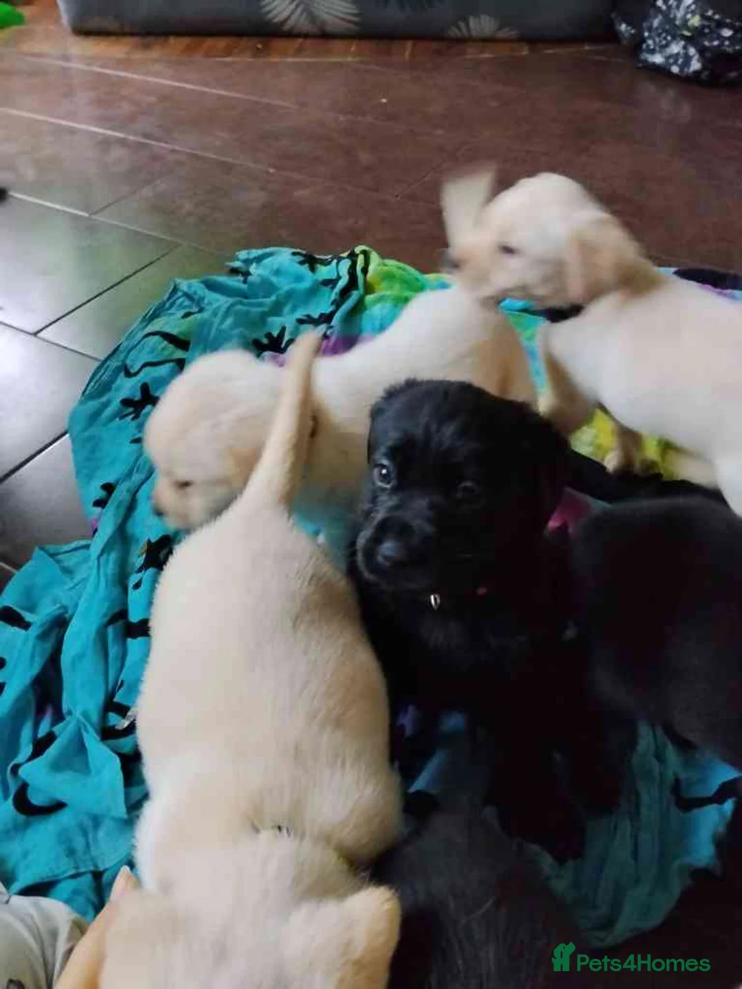 Labrador Retriever dogs for sale: 6 Yellow/Black Labrador Retrievers - Advert 12