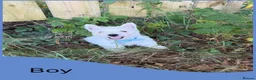 West Highland Terrier dogs for sale: KC Registered West Highand Terriers - Advert 13