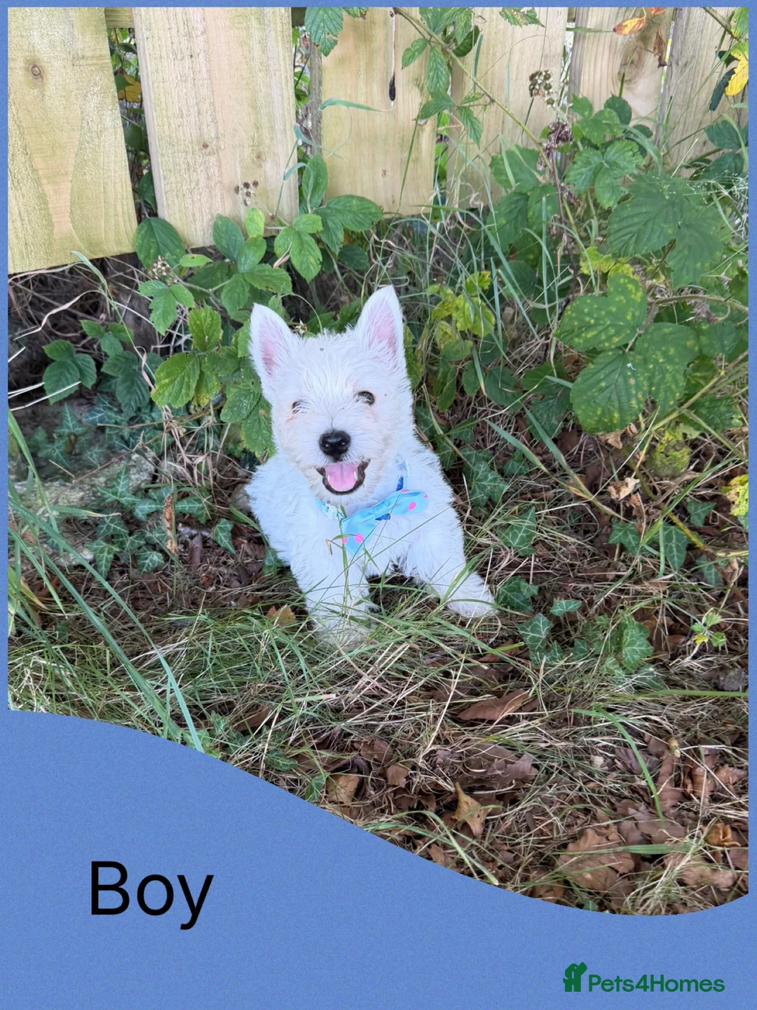 West Highland Terrier dogs for sale: KC Registered West Highand Terriers - Advert 13