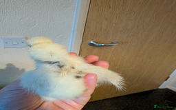 Chickens poultry for sale: Mixed breed chicks and Silkies - Image 7