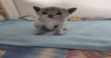 Russian Blue cats - Advert 15