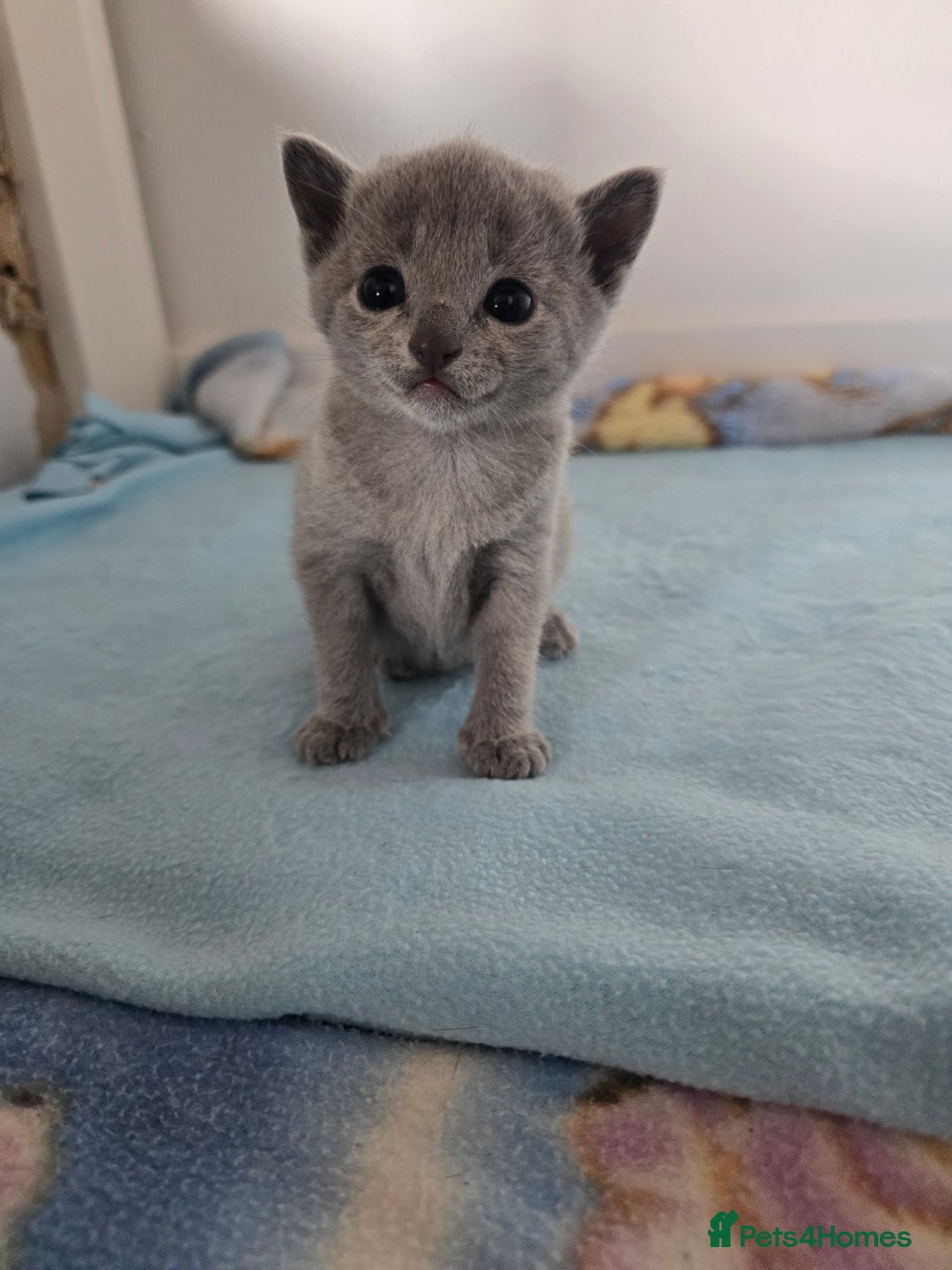 Russian Blue cats for sale: Pedigree Blue Russian kittens Gccf  - Image 2