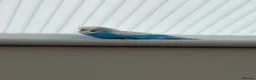 Budgerigars birds for sale: Sadly Rehoming My Two Lovely Budgies - Advert 3