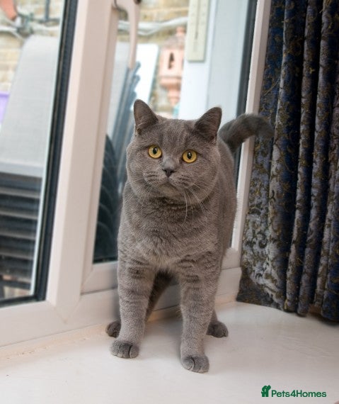 British Shorthair cats Blue Boy for Stud in Maidstone - Advert 4