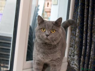 British Shorthair cats Blue Boy for Stud in Maidstone - Advert 10