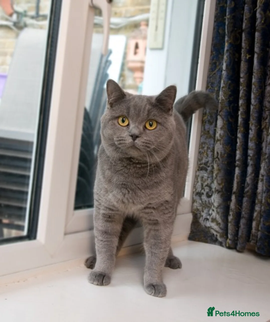 British Shorthair cats for stud: Blue Boy for Stud in Maidstone - Advert 1