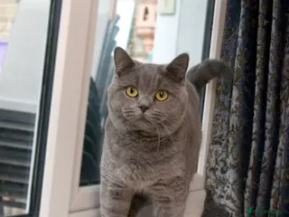 British Shorthair cats Blue Boy for Stud in Maidstone - Advert 3