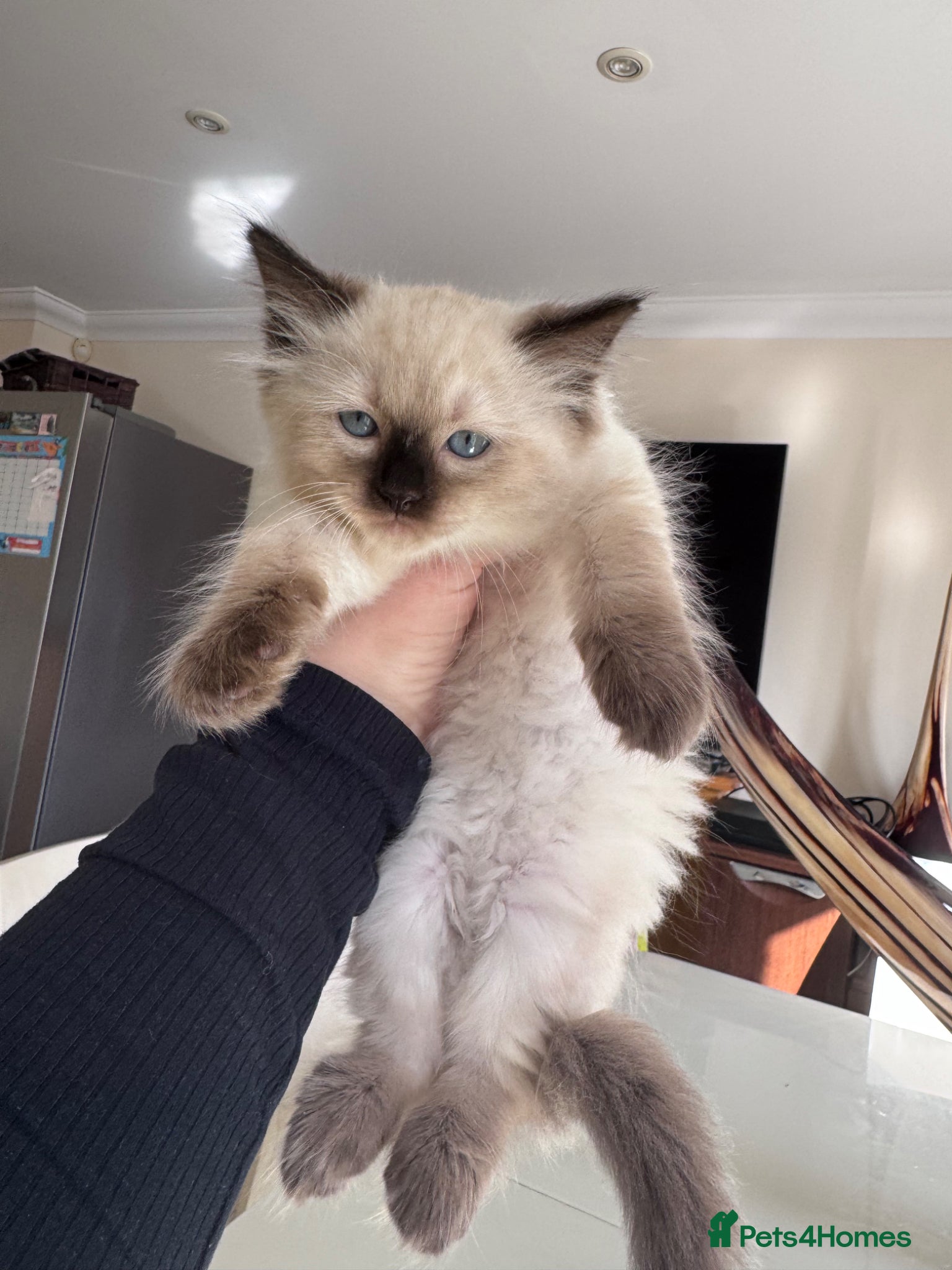 Ragdoll cats adorable  kittens ready to go home 28th April  - Advert 17