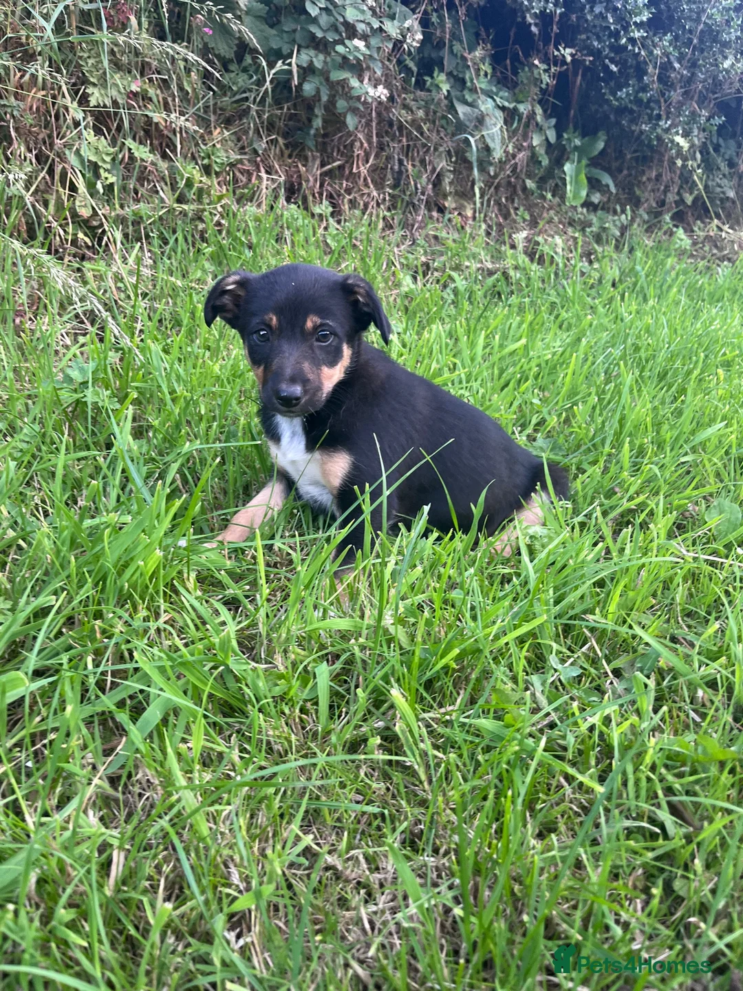 Mixed Breed dogs for sale: Beautiful bold puppies  - Advert 7