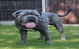 Cane Corso dogs for stud: BLUE CANE CORSO STUD  in Waltham Cross - Image 1