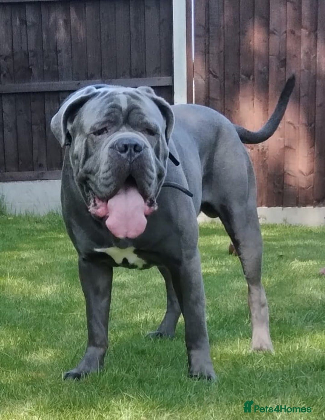 Cane Corso dogs for stud: BLUE CANE CORSO STUD  in Waltham Cross - Image 1