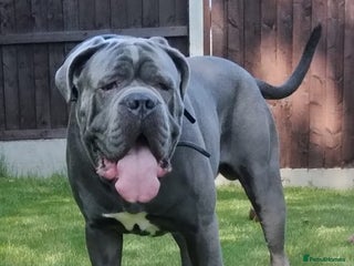 Cane Corso dogs BLUE CANE CORSO STUD in Waltham Cross - Advert 4