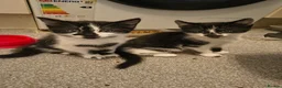Mixed Breed cats for sale: 3 cute kittens (1 boy,2 girls) - Advert 11