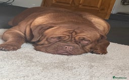 Dogue De Bordeaux dogs for stud: *** Ready to stud *** - Image 4