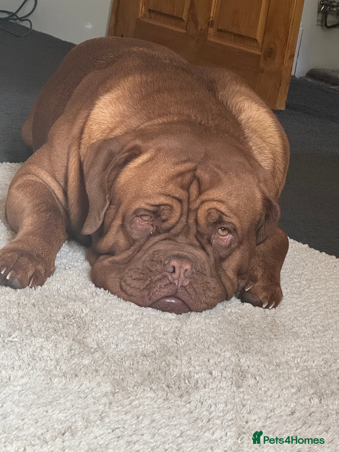Dogue De Bordeaux dogs for stud: *** Ready to stud *** - Image 4