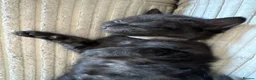 Mixed Breed cats for sale: 4 Black Kittens for Sale - Advert 7