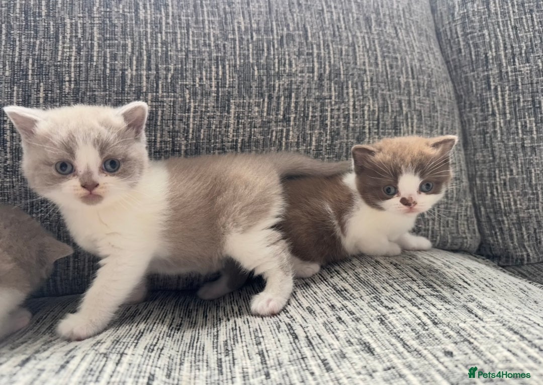 British Shorthair cats for sale: Lilac Bi colour BSH Boys Tica Registered - Image 4