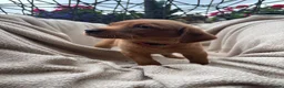Labrador Retriever dogs for sale: Fox Red Labrador Puppy’s for Sale - Advert 15