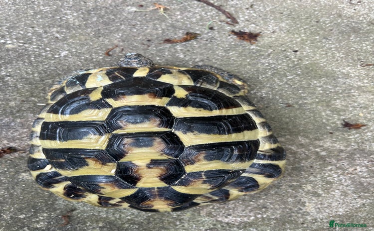 Hermann Tortoise reptiles - Advert 1