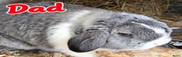 Mini Lop rabbits for sale: ADORABLE MALE MINI LOP 🐰 🏡 (Toylet trained) - Advert 5