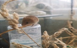Mouse rodents for sale: Harvest mice for sale  - Image 4