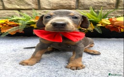 Dobermann dogs for sale: DOBERMAN PUPPIES (BOTH KC HEALTH TESTED PARENTS) - Image 37