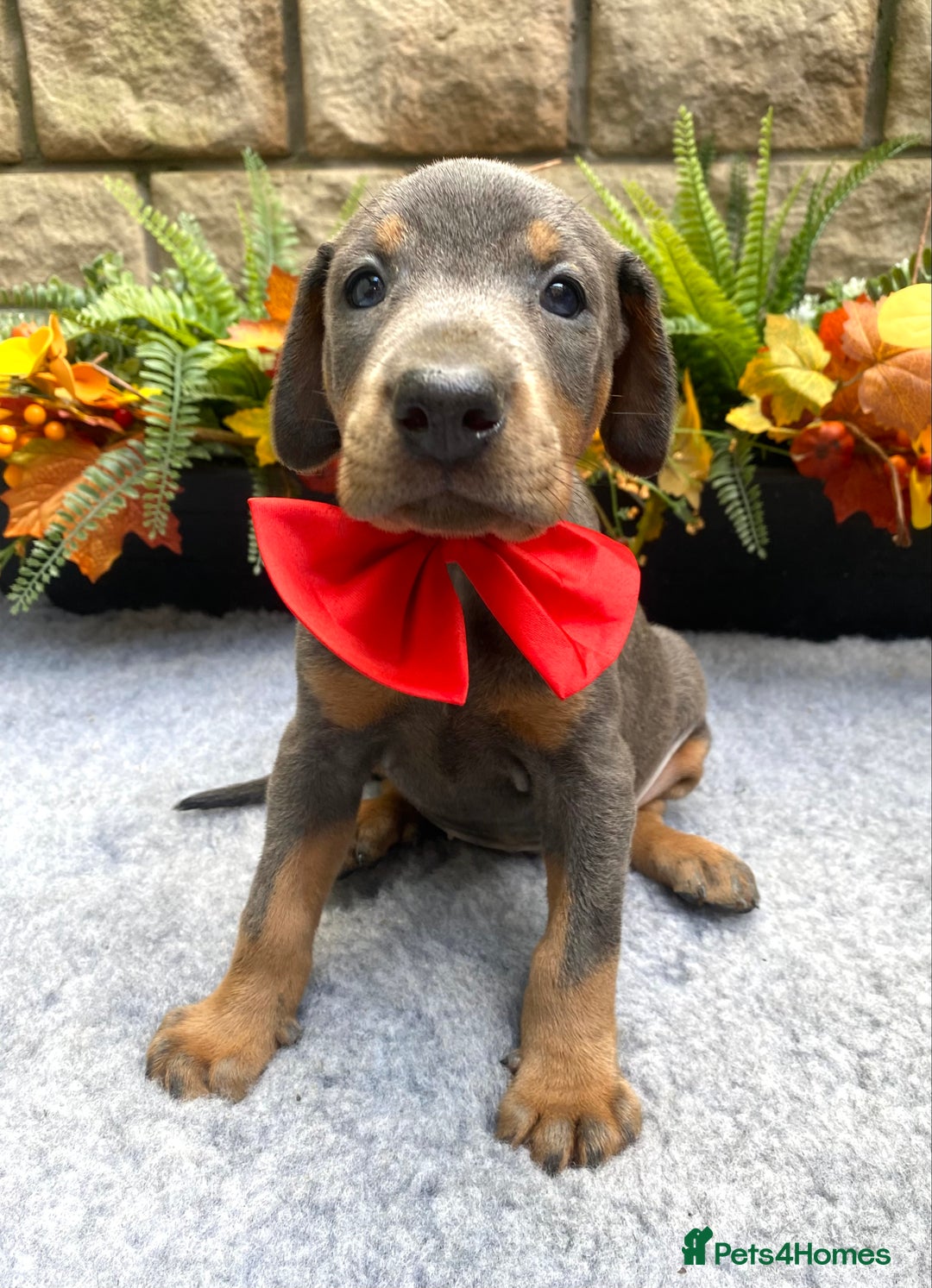 Dobermann dogs for sale: DOBERMAN PUPPIES (BOTH KC HEALTH TESTED PARENTS) - Image 37