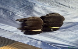 Chow Chow dogs for sale: Beautiful Chow Chow puppies  - Image 23