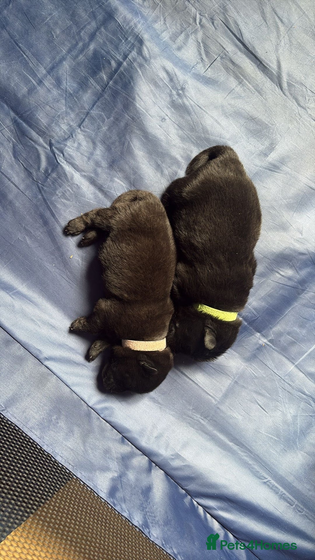 Chow Chow dogs for sale: Beautiful Chow Chow puppies  - Image 23