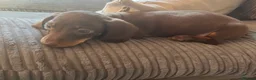 Miniature Dachshund dogs for sale: LAST BEAUTIFUL KC REG BOY!! READY TO GO NOW 🐾🐾 - Advert 9