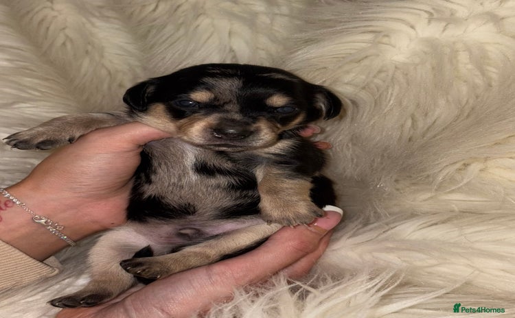 Chiweenie dogs - Advert 2
