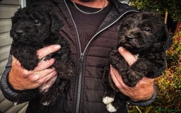 Mixed Breed dogs for sale: Bedlington x  - Image 1