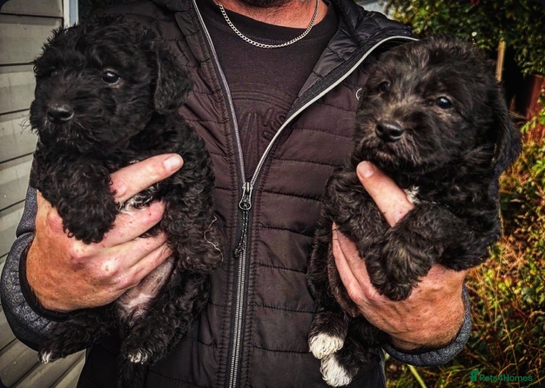 Mixed Breed dogs for sale: Bedlington x  - Image 1