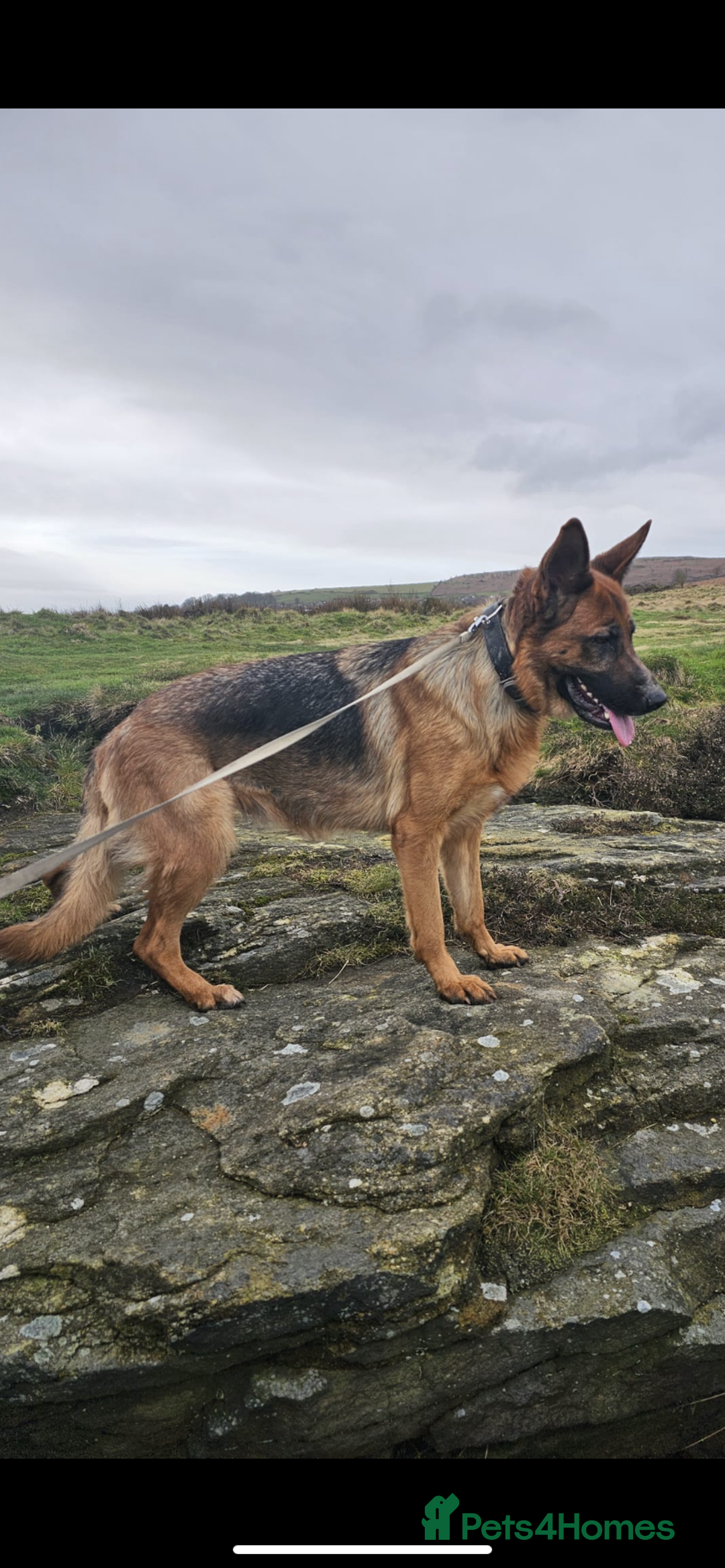 German Shepherd dogs for sale: 11 Cute German Shepherds!  - Image 17