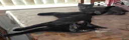 Mixed Breed cats for sale: 1 boy kitten  - Advert 5